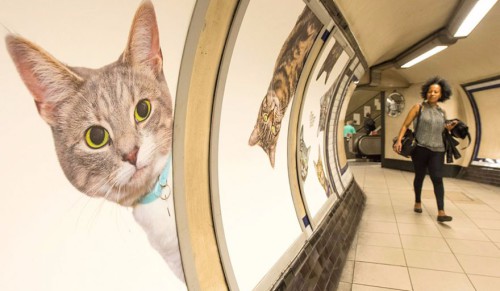 Wszystkie reklamy na stacji metra w Londynie zostały zastąpione… zdjęciami KOTÓW!