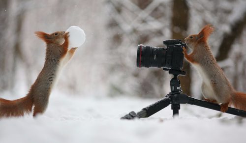 Rosyjski fotograf uchwycił najsłodszą sesję zdjęciową wiewiórek!