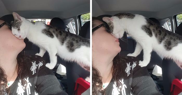 Kot uratowany przez zgubnym losem dziękował swojej wybawicielce przez całą drogę do nowego domu.