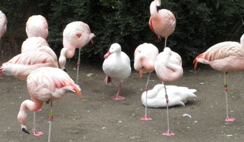 13 kaczek, które myślą, że są flamingami!