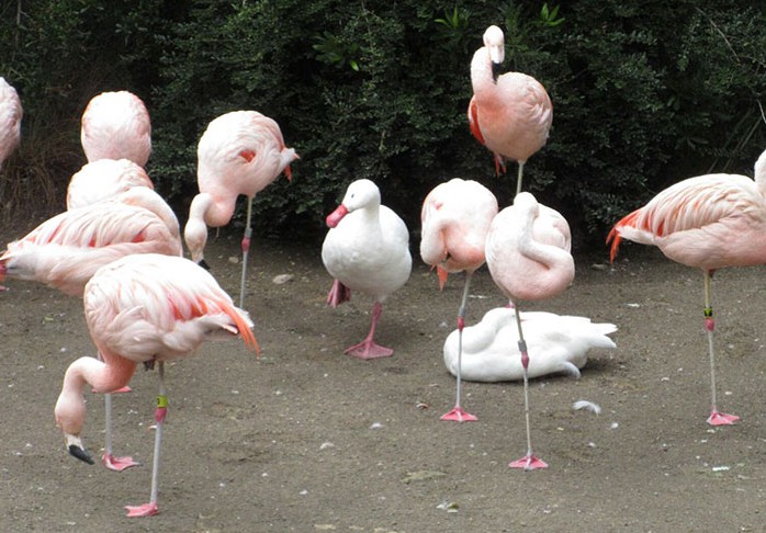 13 kaczek, które myślą, że są flamingami!