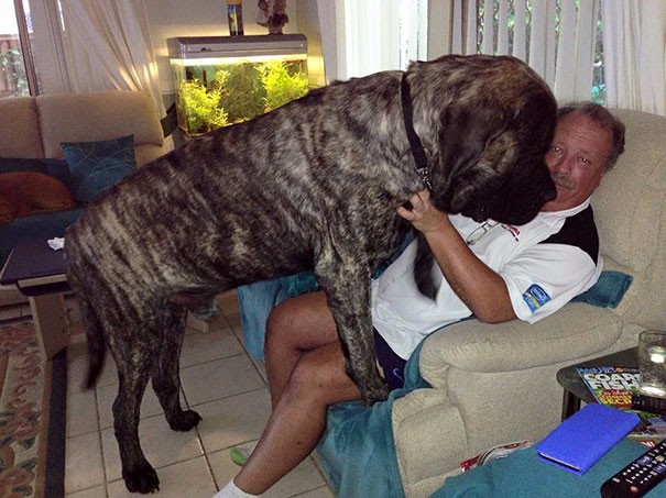 Ten pies nie zdaje sobie sprawy z tego, jaki jest wielki i bez przerwy przygniata swojego właściciela ponad 100 kg miłości!