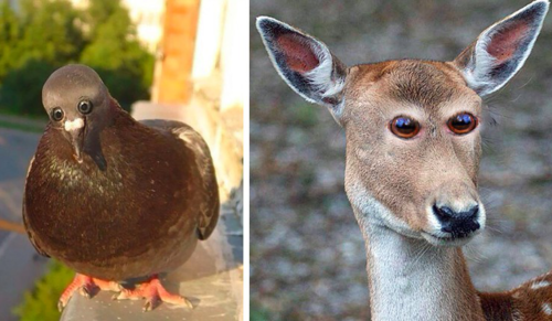 Zastanawiałeś się kiedyś, jak wyglądałyby zwierzęta, gdyby miały oczy z przodu głowy? Tutaj znajdziesz odpowiedź!