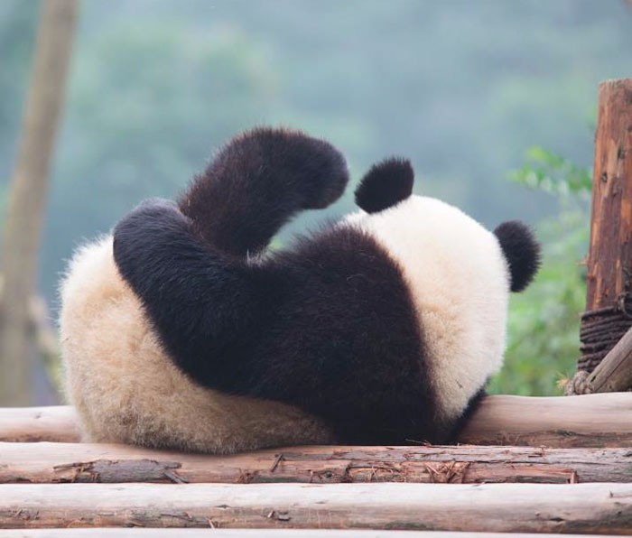 Wspaniała wiadomość dla miłośników zwierząt – panda wielka nie jest już zagrożonym gatunkiem!