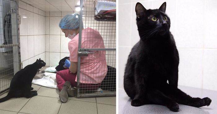 Kot ocalony przez weterynarzy pomaga powrócić do zdrowia innym cierpiącym zwierzakom.