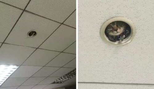 Pracownicy biura w Japonii odkryli istnienie kota, który czujnie monitorował z ukrycia ich postępy.
