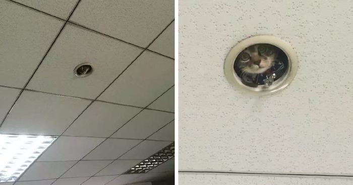 Pracownicy biura w Japonii odkryli istnienie kota, który czujnie monitorował z ukrycia ich postępy.