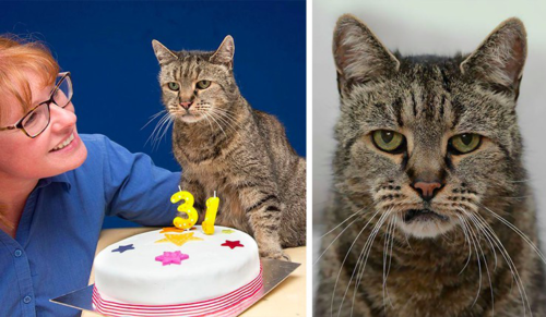 Najstarszy kot na świecie właśnie skończył 31 lat i ma przed sobą jeszcze wiele żyć!