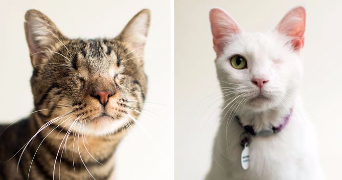 Artystka z Los Angeles fotografuje niewidome koty, by pomóc im w odnalezieniu nowego domu.