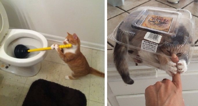 13 najzabawniejszych kocich postów odnalezionych na platformie Tumblr.