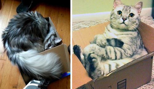 20 kotów wylegujących się w najwygodniejszych miejscach na świecie, czyli pudełkach!