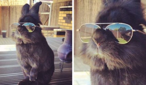 Zdjęcie królika w okularach zainspirowało internautów do stworzenia własnych interpretacji.