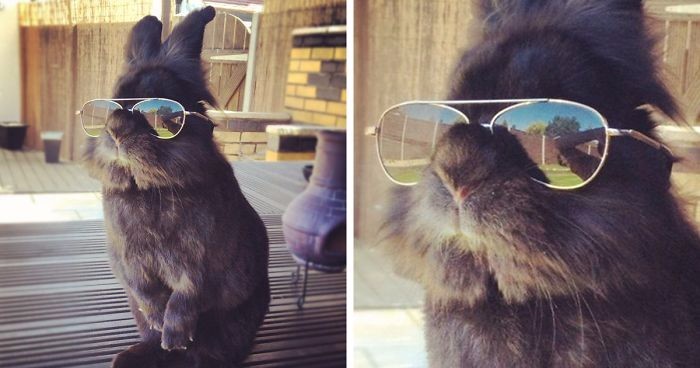 Zdjęcie królika w okularach zainspirowało internautów do stworzenia własnych interpretacji.