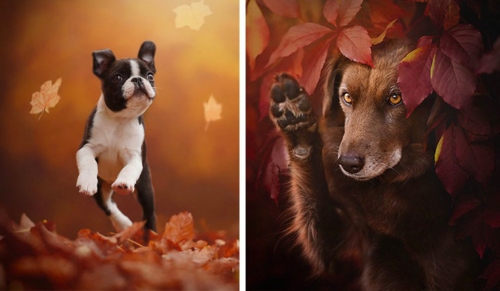 15 magicznych zdjęć psów cieszących się jesienią.