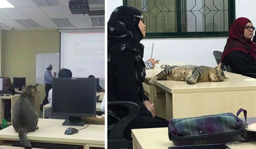 Ten kot niespodziewanie przyszedł na wykład i zrobił dokładnie to, co najchętniej zrobiłby każdy student…