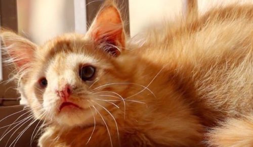 Poznajcie Romeo – rudego kociaka odtrąconego przez ludzi zniechęconych jego nietuzinkową urodą.