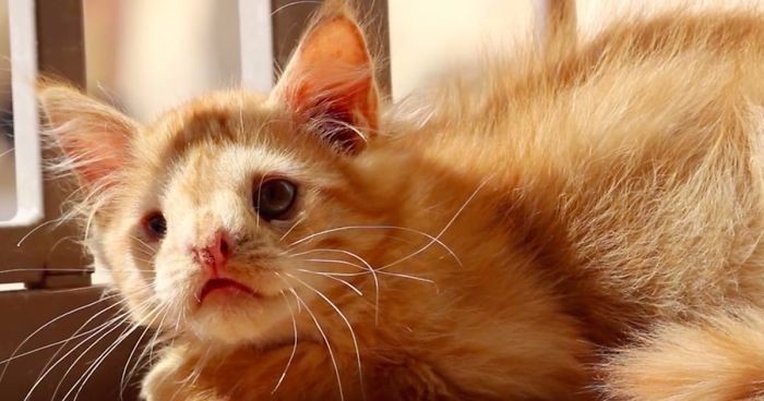 Poznajcie Romeo – rudego kociaka odtrąconego przez ludzi zniechęconych jego nietuzinkową urodą.