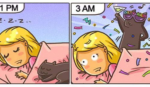 15 komiksów, które doskonale podsumowują codzienność typowego właściciela kota.