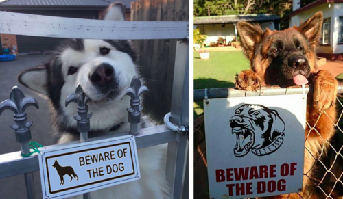 20 „niebezpiecznych” psów, czających się za znakiem „Uwaga! Groźny pies”.