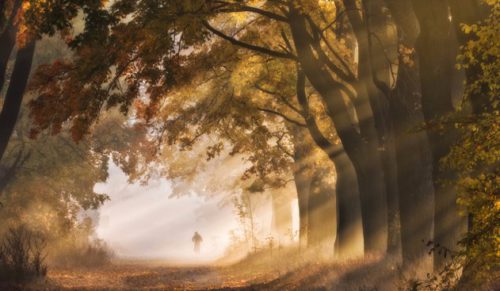 Artysta uchwycił prawdziwe piękno polskiej jesieni, fotografując Aleję Klonów w Złotym Potoku.