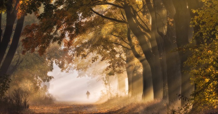 Artysta uchwycił prawdziwe piękno polskiej jesieni, fotografując Aleję Klonów w Złotym Potoku.