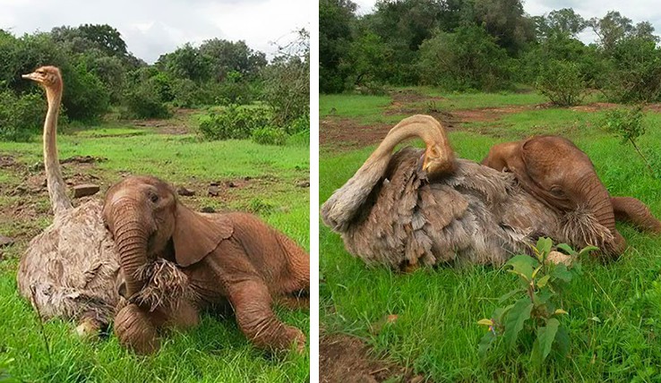 Niezwykła przyjaźń osieroconego słonia ze… strusiem!