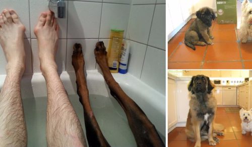 12 najzabawniejszych postów właścicieli psów zamieszczonych na Tumblrze.