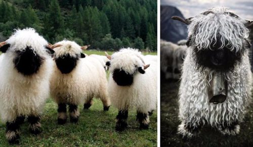 Walliserska czarnonosa – wyjątkowo urocza i jednocześnie najbardziej przerażająca owca na świecie.