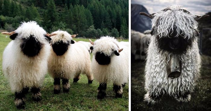 Walliserska czarnonosa – wyjątkowo urocza i jednocześnie najbardziej przerażająca owca na świecie.