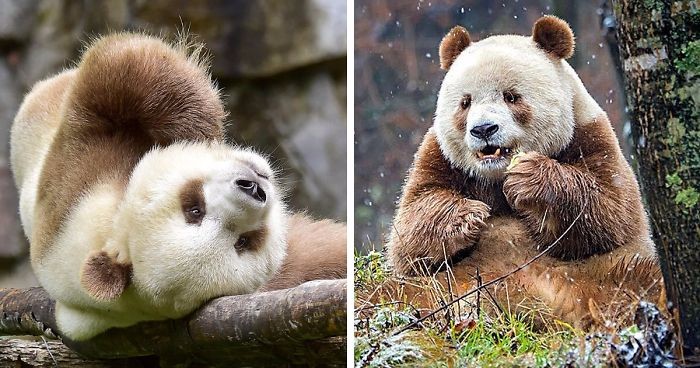 Jedyna brązowa panda na świecie, odrzucona przez matkę jako dziecko, po latach odnalazła szczęście.