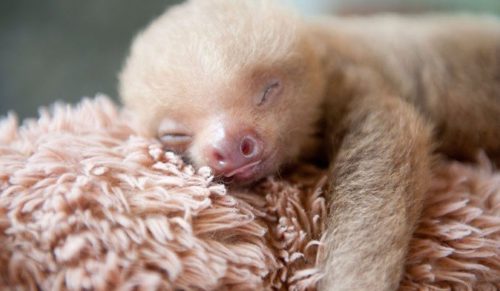 15 najbardziej uroczych zdjęć leniwców, jakie kiedykolwiek widziałeś!