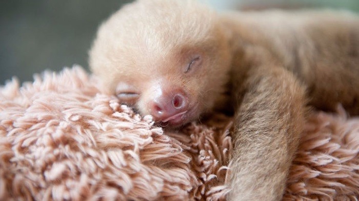 15 najbardziej uroczych zdjęć leniwców, jakie kiedykolwiek widziałeś!