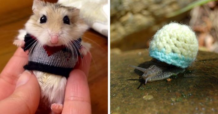 15 maleńkich zwierzątek w uroczych, jesiennych sweterkach.