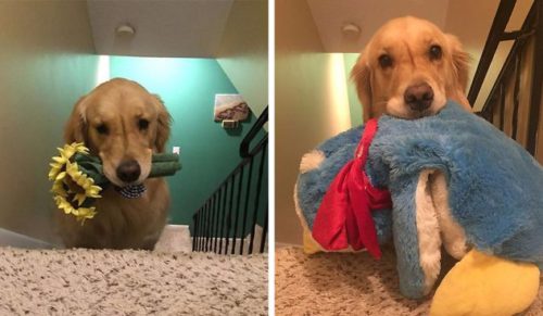 Mojito – niezwykły pies terapeutyczny, który każdego dnia przynosi do łóżka inną zabawkę.