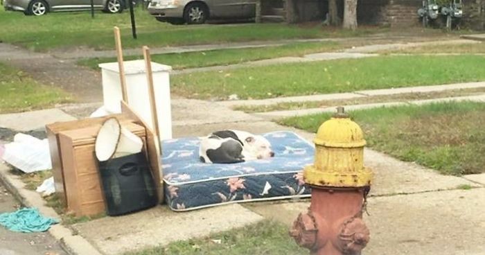 Ten pies przez miesiąc czekał na właścicieli pod domem, w którym zostawili go w czasie przeprowadzki.