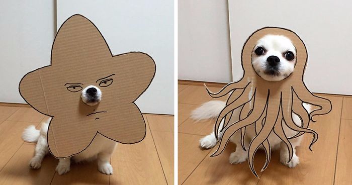 Pomysłowa Japonka kreuje niskobudżetowe kostiumy halloweenowe dla swojego psiaka.