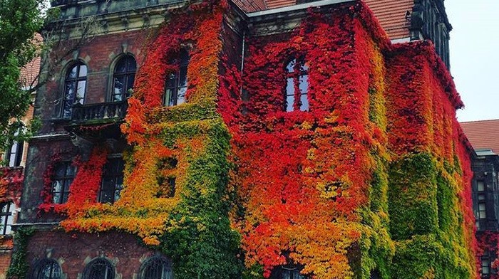 Muzeum Narodowe we Wrocławiu zauroczyło świat swoim barwnym, jesiennym obliczem.