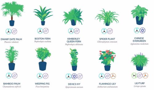 18 roślin doniczkowych, które powinny znaleźć się w Twoim mieszkaniu.