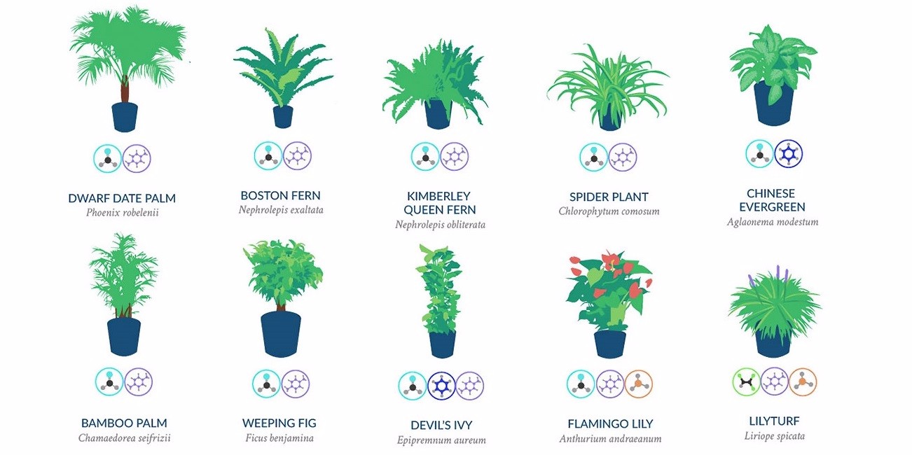 18 roślin doniczkowych, które powinny znaleźć się w Twoim mieszkaniu.