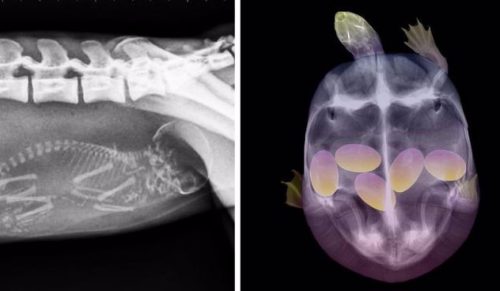 10 fascynujących zdjęć rentgenowskich ciężarnych zwierzaków – urocze czy przerażające?