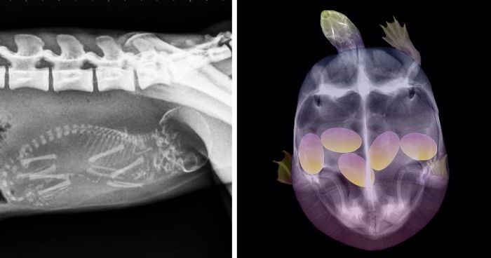 10 fascynujących zdjęć rentgenowskich ciężarnych zwierzaków – urocze czy przerażające?