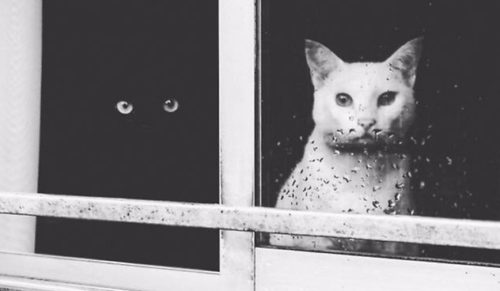 Yin i Yang – czarno-biała para fotogenicznych kociaków, które uzupełniają się w każdym względzie.