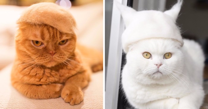 Urocze fotografie kocich modeli w czapkach wykonanych z ich własnej sierści.