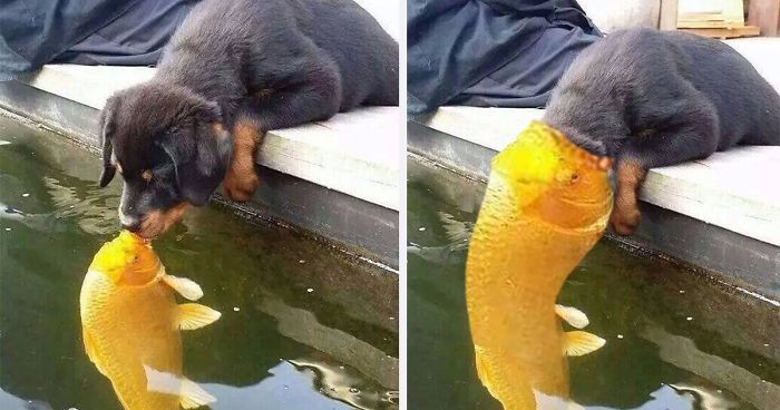 Wzruszające zdjęcie pocałunku szczeniaczka i rybki zapoczątkowało falę nieprawdopodobnych przeróbek!
