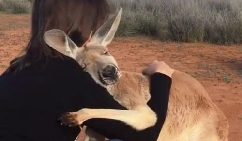 Poznajcie Abigail – kangurzycę, która uwielbia się przytulać!
