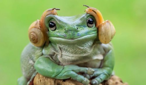 21 profesjonalnych zdjęć żab, które oczarują Cię swoim urokiem osobistym.