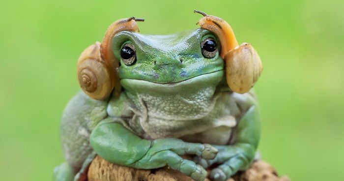 21 profesjonalnych zdjęć żab, które oczarują Cię swoim urokiem osobistym.
