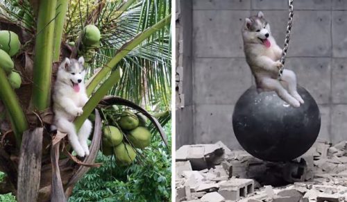 Husky uwięziony na palmie kokosowej – trudno o lepszy pretekst do rozpoczęcia wojny na przeróbki!