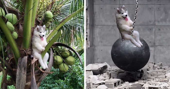 Husky uwięziony na palmie kokosowej – trudno o lepszy pretekst do rozpoczęcia wojny na przeróbki!