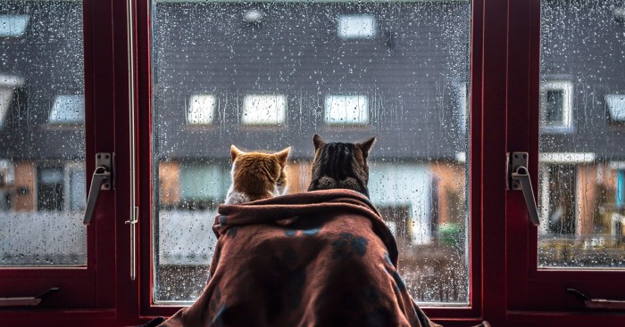 Artystka fotografuje swoje koty w romantycznie melancholijnej, deszczowej scenerii.